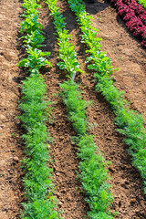 Young carrot and beet plants growing in rows in the garden or farm.
