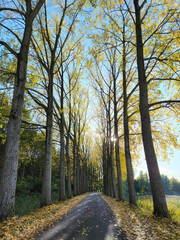 Autumn trees on both side of a path with falling leaves