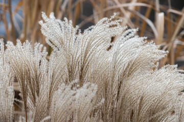 Ziergräser im Winter im Garten