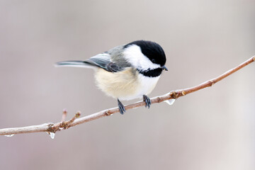 Side view of a black capped chickadee perched on a branch with frozen water droplets