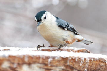Close up view of a nuthatch perched on a wooden railing covered in snow