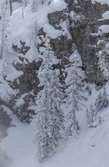Scenic Winter Landscape in Yellowstone National Park Wyoming