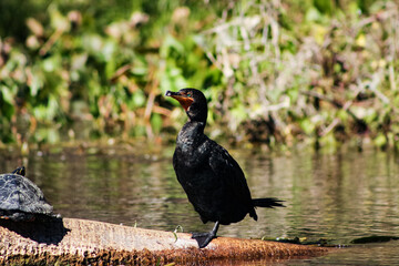 Stern Double-crested cormorant stands on a fallen palm tree