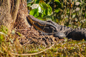 An alligator rests its head on the curve of a tree