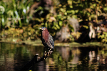 Green heron stands on branch in swamp, Florida.
