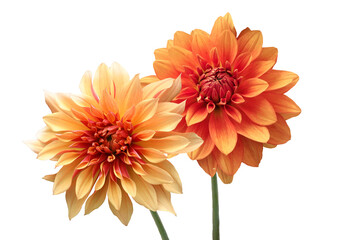 Yellow and orange Dahlia Flowers Isolated on white background. Beautiful ornamental blooming garden...