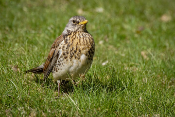 red tailed hawk
