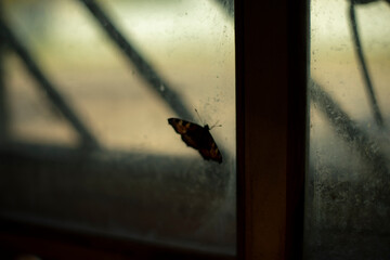 Bean on glass. Butterfly on window. Interior details. Window frame.