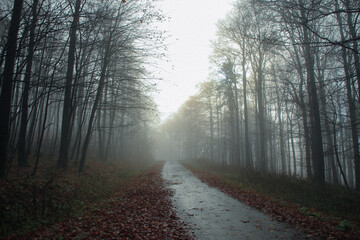 Obraz premium Día nublado en los bosques alemanes