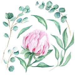 Pink watercolor peony flower, leaves and eucalyptus branches. Hand drawn botanical illustration isolated on white background. Can be used for greeting cards, bouquets, wedding invitations, fabric