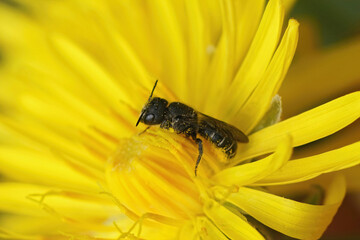 Closeup on a female Large-headed Resin Bee, Heriades truncorum, sitting on a yellow flower