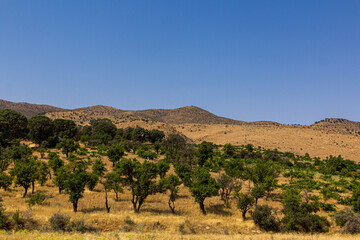 Orchard in Zagros mountains, Iran