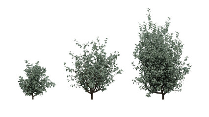 set of dark shiny leaf bush isolated on white, 3d rendering of bush png transparent, suitable for archiviz, architecture visualization