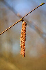 Die Frucht der Hängebirke an einem Zweig.