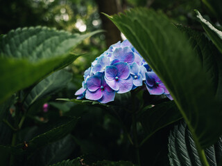 Hydrangea flower in the garden