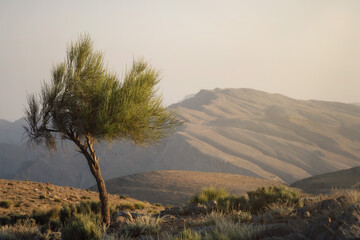 Obraz premium Jebel Jaistaken in UAE Oman border taken in May 2022