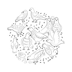 Graphic pigeons on white