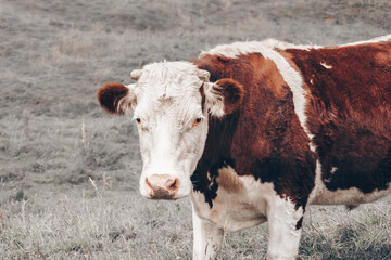 Vaca en pasto decolorado