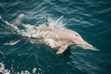 Dolphin in Musandam Oman taken in May 2022