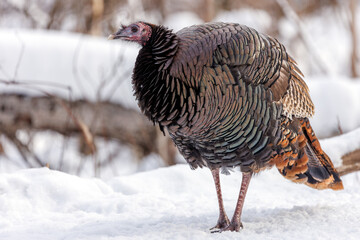 A Wild Turkey stands majestically in fresh white snow in the forest