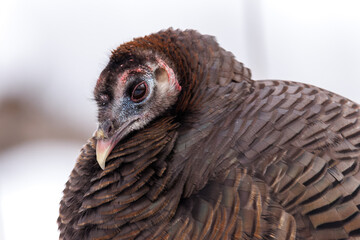Close up portrait of a wild turkey isolated against winter snow