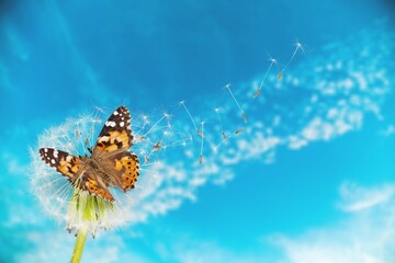Fototapeta na wymiar Beautiful dandelion seeds and wild butterfly