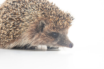 Erinaceus europaeus. Common European hedgehog on a white background
