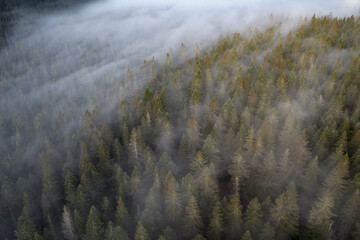Forest from above with fog rolling in in Montenegro, taken in June 2022