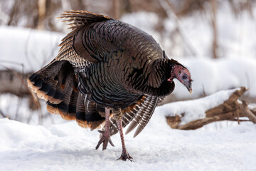 Full body photo of a wild turkey searching for scraps of food in fresh fallen snow