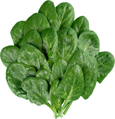 Fresh green spinach. Vegetable salad