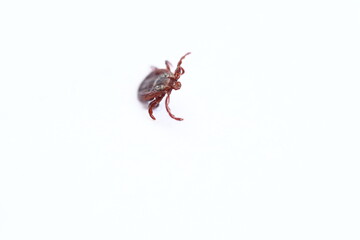 mite, Ixodid, encephalitic live tick close-up on a white background, macro photography.