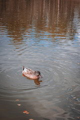 Fototapeta premium white ducks and a dark one are next to each other on the shore of a lake. ducks swimming in group
