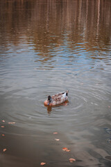 white ducks and a dark one are next to each other on the shore of a lake. ducks swimming in group