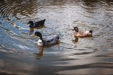white ducks and a dark one are next to each other on the shore of a lake. ducks swimming in group