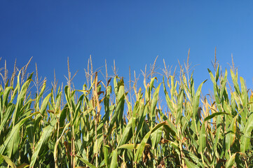 Corn field with blue sky behind, scenery before cereal harvest