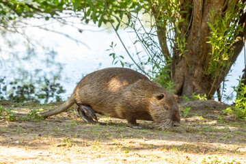 A nutria walking along a pond in the so called Mönchbruch natural reserve in Hesse, Germany at a sunny day in spring.