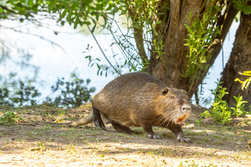 A nutria walking along a pond in the so called Mönchbruch natural reserve in Hesse, Germany at a sunny day in spring.