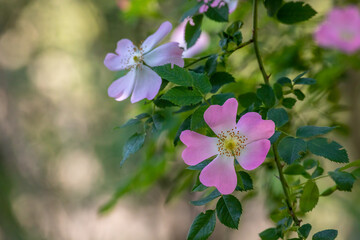 Beautiful rosehip roses plants in a forest at a sunny day in spring.