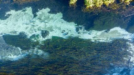 rio sucuri bonito mato grosso do sul brasil