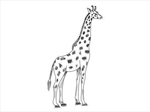 giraffe sketch drawing vector illustration