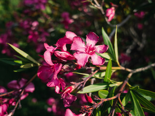 Nerium oleander flower