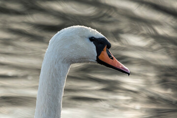 łabędź na tle wody portret ptaka © Colorful Soul