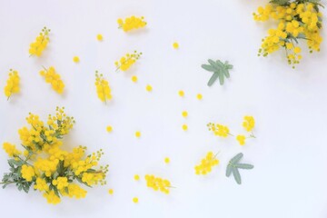 Obraz premium 白背景に黄色いミモザの花の背景、室内のアカシアの花と葉