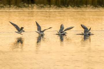 Seagull sequence photograph landing in the water
