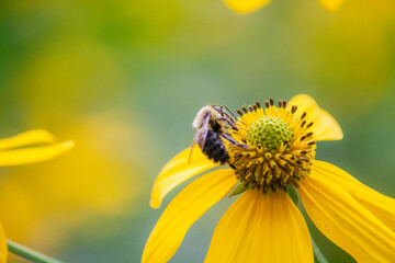 flowers, insects, and pollination of wild and domestic flowers