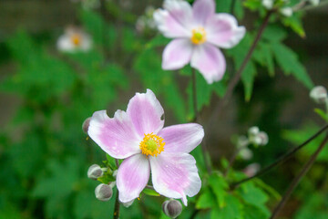 flowers, insects, and pollination of wild and domestic flowers