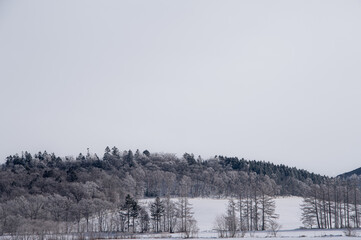 曇り空の下の雪に覆われた冬の野と森。