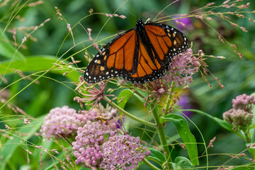 Monarch Butterfly On Milkweed Plant In The Native Plant Garden
