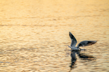 seagull landing in the water during sunset beautiful orange light