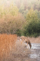 Deer drinking in the forest.
